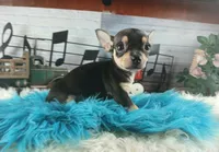Blk white tri boy tiny Hand Delivery , a male Chihuahua for sale in Carthage, TX – 1 of 7