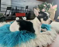Blk white tri boy Hand Delivery , a male Chihuahua for sale in Carthage, TX – 4 of 5