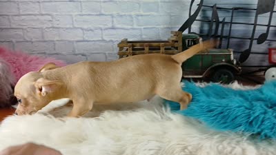 Autumns fawn boy. Hand Delivery , a male Chihuahua for sale in Carthage, TX – 8 of 8