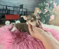 Chocolate teacup girl.  Hand delivery, a female Chihuahua for sale in Carthage, TX – 5 of 7