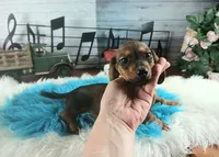 Gloria's darker boy. Hand delivery , a male Miniature Dachshund for sale in Carthage, TX – 1 of 5