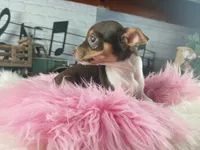 Chocolate teacup freckles girl. Hand delivery, a female Chihuahua for sale in Carthage, TX – 7 of 7