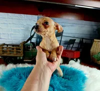 Autumns fawn boy. Hand Delivery , a male Chihuahua for sale in Carthage, TX – 6 of 8