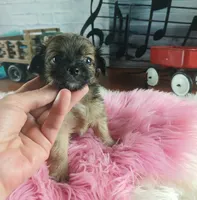 Long hair teacup girl applehead.  Hand Delivery , a female Chihuahua for sale in Carthage, TX – 5 of 10