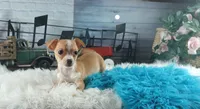 Hand delivery. Popcorn white dot chihuahua, a male Chihuahua for sale in Carthage, TX – 2 of 7