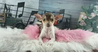 Chocolate teacup girl.  Hand delivery, a female Chihuahua for sale in Carthage, TX – 3 of 7