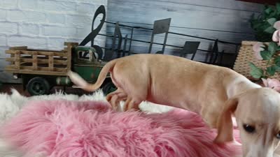 Sugar Pies cream girl. Hand Delivery , a female Miniature Dachshund for sale in Carthage, TX – 9 of 9
