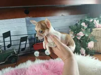 Micro teacup white fawn girl. Hand Delivery , a female Chihuahua for sale in Carthage, TX – 3 of 10