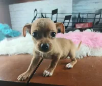 Red fawn girl chi. Hand delivery , a female Chihuahua for sale in Carthage, TX – 2 of 6