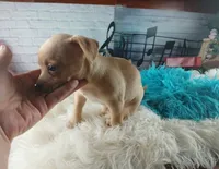 Autumns fawn boy. Hand Delivery , a male Chihuahua for sale in Carthage, TX – 6 of 9
