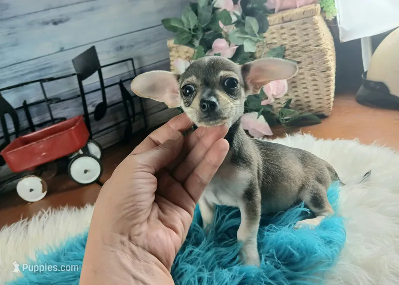 Brown and tan Chi boy. Hand delivery – Chihuahua puppy for sale in Carthage, TX
