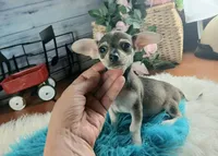 Brown and tan Chi boy. Hand delivery, a male Chihuahua for sale in Carthage, TX – 1 of 7