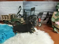 Suzies black n tan boy. Hand Delivery , a male Miniature Dachshund for sale in Carthage, TX – 3 of 6