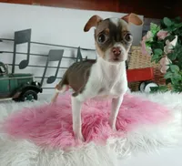 Choc girl-Delivery nationwide, a female Chihuahua for sale in Carthage, TX – Photo 5 of 10