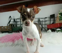 Choc girl-Delivery nationwide, a female Chihuahua for sale in Carthage, TX – Photo 2 of 10