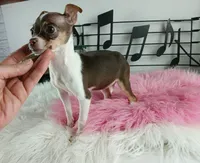 Choc girl-Delivery nationwide, a female Chihuahua for sale in Carthage, TX – Photo 8 of 10