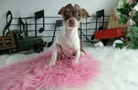 Choc girl-Delivery nationwide, a female Chihuahua for sale in Carthage, TX – Photo 6 of 10