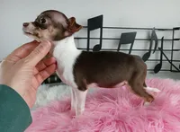 Choc girl-Delivery nationwide, a female Chihuahua for sale in Carthage, TX – Photo 10 of 10