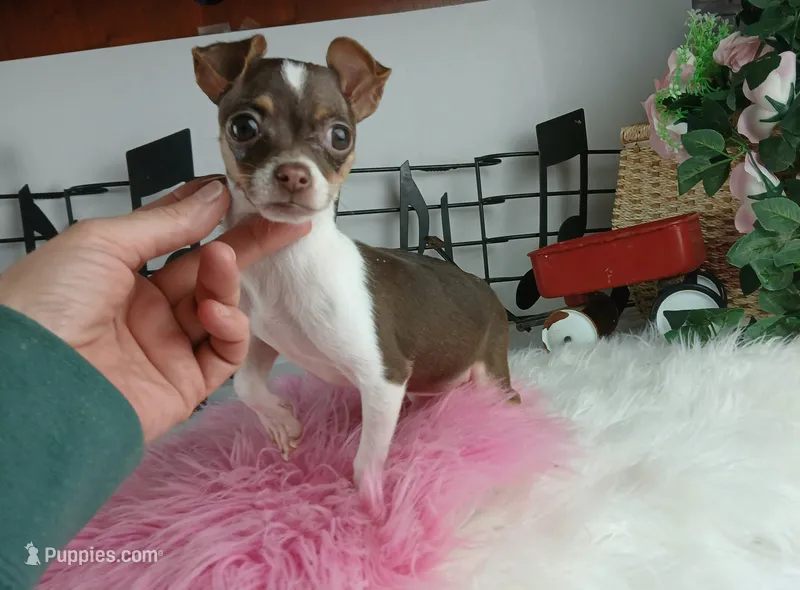 Choc girl-Delivery nationwide