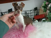 Choc girl-Delivery nationwide, a female Chihuahua for sale in Carthage, TX – Photo 1 of 10