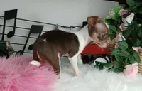 Choc girl-Delivery nationwide, a female Chihuahua for sale in Carthage, TX – Photo 9 of 10