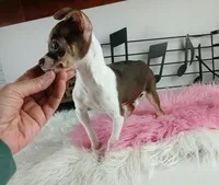 Choc girl-Delivery nationwide, a female Chihuahua for sale in Carthage, TX – Photo 3 of 10