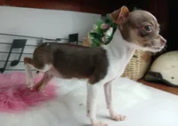 Choc girl-Delivery nationwide, a female Chihuahua for sale in Carthage, TX – Photo 4 of 10