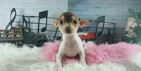 Chocolate teacup girl.  Hand delivery, a female Chihuahua for sale in Carthage, TX – 1 of 7