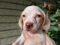 Sugars chocolate nose white girl. Hand delivery , a female Miniature Dachshund for sale in Carthage, TX – 4 of 5