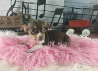 Chocolate teacup freckles girl. Hand delivery, a female Chihuahua for sale in Carthage, TX – 2 of 7