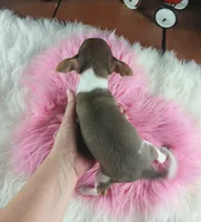 Chocolate teacup girl.  Hand delivery, a female Chihuahua for sale in Carthage, TX – 4 of 7
