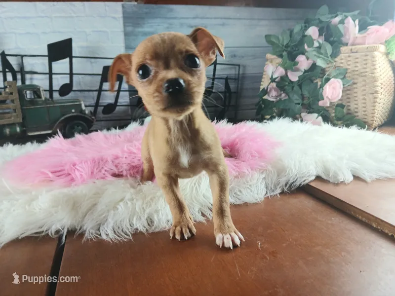 Red fawn girl chi. Hand delivery  – Chihuahua puppy for sale in Carthage, TX