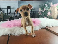 Red fawn girl chi. Hand delivery , a female Chihuahua for sale in Carthage, TX – 1 of 6