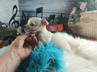 Haleys Cream boy. Hand Delivery , a male Chihuahua for sale in Carthage, TX – 7 of 8