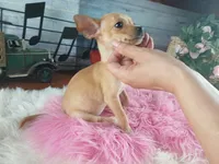 Light fawn girl chi. Hand delivery , a female Chihuahua for sale in Carthage, TX – 7 of 8