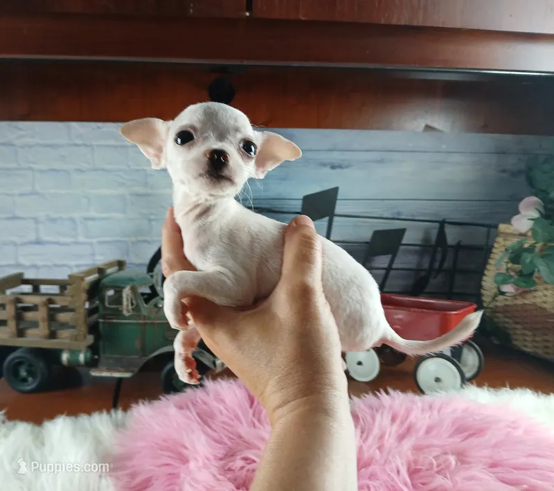 Vanillas tiny white girl. Hand Delivery  – Chihuahua puppy for sale in Carthage, TX