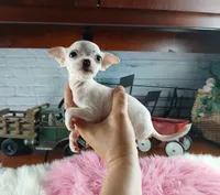 Vanillas tiny white girl. Hand Delivery , a female Chihuahua for sale in Carthage, TX – 1 of 8