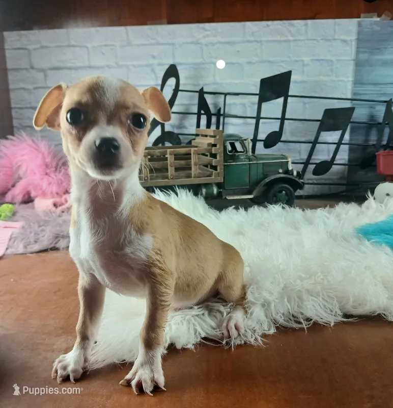 Hand delivery. Popcorn white dot chihuahua – Chihuahua puppy for sale in Carthage, TX