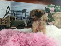 Long hair teacup girl applehead.  Hand Delivery , a female Chihuahua for sale in Carthage, TX – 6 of 7
