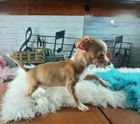 Hand delivery. Popcorn white dot chihuahua, a male Chihuahua for sale in Carthage, TX – 3 of 7
