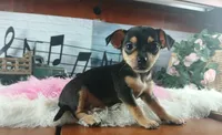 Blk tan tri girl Hand Delivery , a female Chihuahua for sale in Carthage, TX – 4 of 8