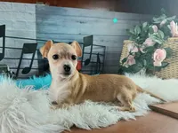 Popcorns blue dot boy. Hand delivery, a male Chihuahua for sale in Carthage, TX – 3 of 5