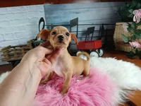 Autumns fawn girl. Hand Delivery , a female Chihuahua for sale in Carthage, TX – 5 of 10