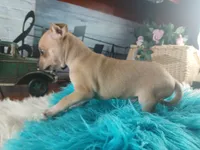 Haleys fawn boy. Hand Delivery , a male Chihuahua for sale in Carthage, TX – 6 of 7