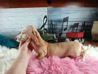 Sugar Pies cream girl. Hand Delivery , a female Miniature Dachshund for sale in Carthage, TX – 5 of 9