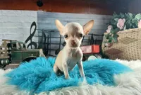 Vanillas cream teacup boy. Hand Delivery , a male Chihuahua for sale in Carthage, TX – 7 of 10