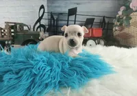 Haleys Cream boy. Hand Delivery , a male Chihuahua for sale in Carthage, TX – 4 of 8