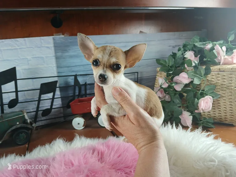 Micro teacup white fawn girl. Hand Delivery  – Chihuahua puppy for sale in Carthage, TX