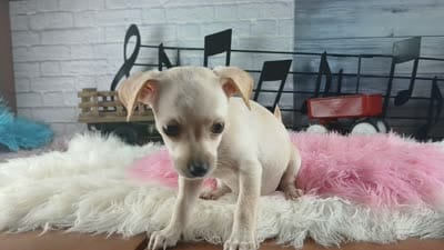White Chi girl 2. Hand delivery, a female Chihuahua for sale in Carthage, TX – 7 of 7