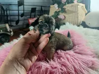 Long hair teacup girl applehead.  Hand Delivery , a female Chihuahua for sale in Carthage, TX – 7 of 10